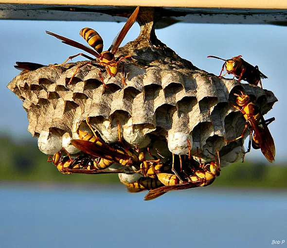 Falls Pest Services — photo 8