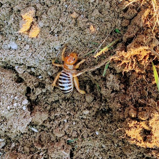 Falls Pest Services in Idaho Falls, ID